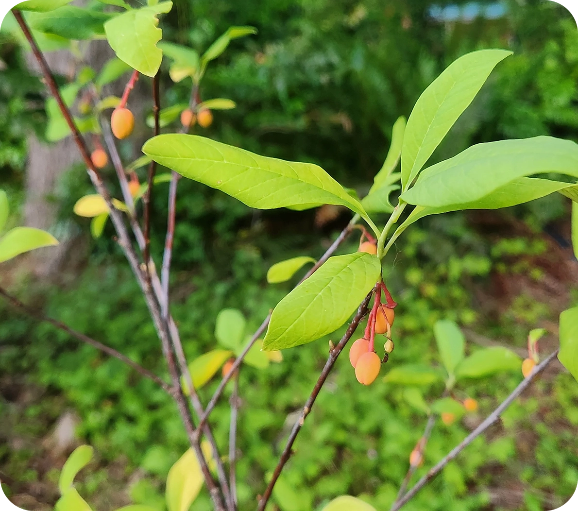 Plant with orange berries and green leaves.